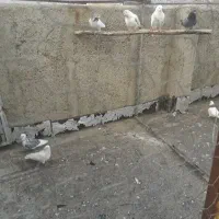 کوده حیوانی مو جوده مال کفتر دو گونی بزرگ