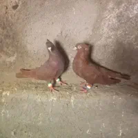 کبوتر سرخ خونی