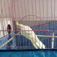 یک جفت عروس هلندی مولد و دو عدد جوجه 6ماهه