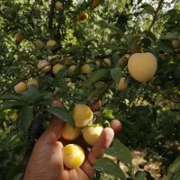 کارشناس خاک و زمین/کود ارگانیک/سم وکود دانش بنیان