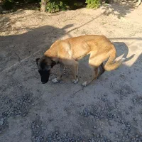 توله سگ سرابی