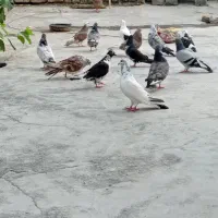 کبوتر فروشی