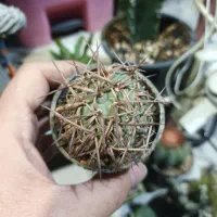 کاکتو س|گل و گیاه طبیعی|شاهینشهر, طالقانی|دیوار