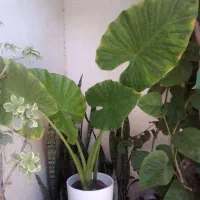 بابا آدم
