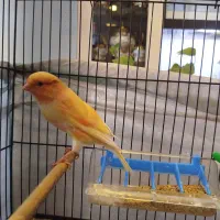 فروش قناری نر|پرنده|فردیس, شهرک شهید حسینی|دیوار
