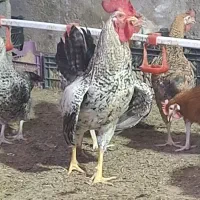 فروش خروس محلی ۸ ماهه