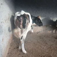 گاوشیری با گوساله|حیوانات مزرعه|بیله سوار, |دیوار