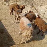 بره قوچ سبز|حیوانات مزرعه|کوهدشت, |دیوار