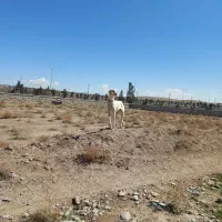 تازی سالوکی.شکاری نگهبان