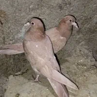 جوجه زرد کرمونی کبوتر کفتر|پرنده|چناران, |دیوار