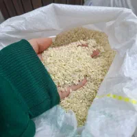 برنج عنبر بو کامفیروزی