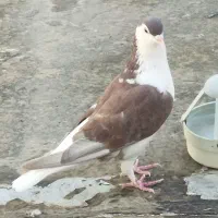 کبوتر