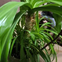 گل آپارتمانی اشک