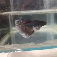 فایتر|ماهی|اهواز, معین زاده|دیوار