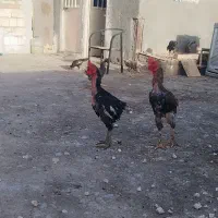 خروس لاری