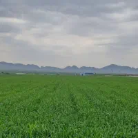 مشارکت در کشت یونجه