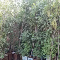 باغبانی ودرختکاری