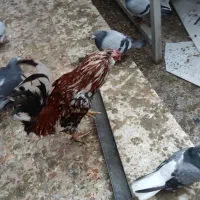 خروس گلین چهل تاج