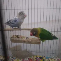 طوطی برزیلی .|پرنده|لاهیجان, بوجایه|دیوار