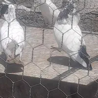 نر کله دم سبز کاکلی