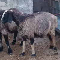 میش آبستن داشتی تمیز|حیوانات مزرعه|مرودشت, مختارآباد|دیوار