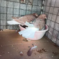 کفتر زرد کرمانی و طوقی و دم سفید کاکلی