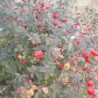 گلدیک تازه ورسیده
