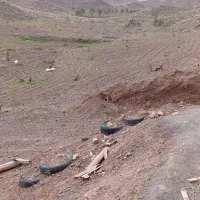 باغ