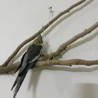 عروس هلندی دوتا