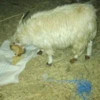 تعدادی گوسفند چاق چاق