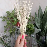 گل خشک|گل و گیاه طبیعی|تهران, شکیبا|دیوار