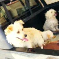 سگ پشمالو معاوضه با کفتر پلاکی‌