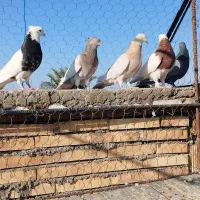 کبوتر بازیکن