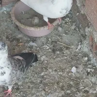 کبوتر فروشی|پرنده|ساری, |دیوار