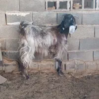 کولارترکی ناز|حیوانات مزرعه|جهرم, |دیوار