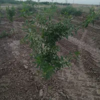باغ بادام