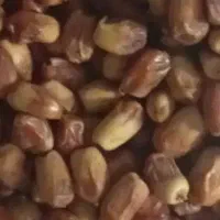 خرما زاهدی عالی