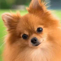 سگ پامر مینیاتوری