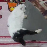 خرگوش ناز