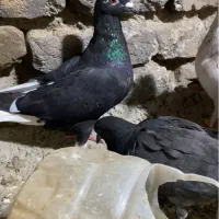 کفتر جفتی و پرشی همه رنگی|پرنده|آبیک, |دیوار