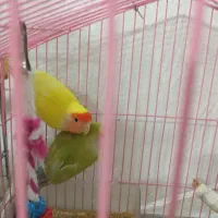 طوطی برزیلی زیبا شیتون|پرنده|قرچک, مهدیه|دیوار