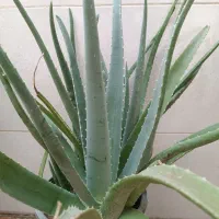 گل طبیعی