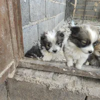 توله پاکوتاه