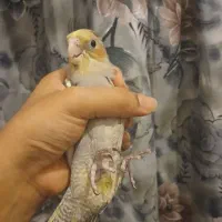 عروس هلندی سینامون  دونه ۷۰۰