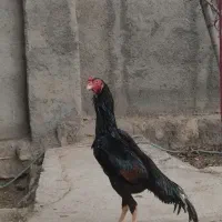 خروس لاری اوشامو وارداتی