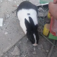 یک عدد خرگوش سالم تقریباً دستی