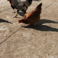 فروش مرغ جوان تخمگذار|حیوانات مزرعه|لنجان, |دیوار