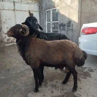 گوسفند پرواری سنگین وزن