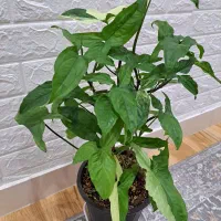 گل طبیعی خانه