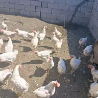 مرغ تخم گذار